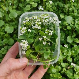 Waterkers bloem / Watercress flower
