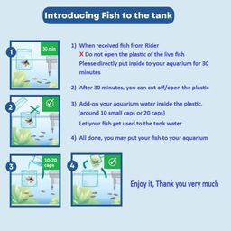 Cardinal Tetra (BUY 3 FREE 1)