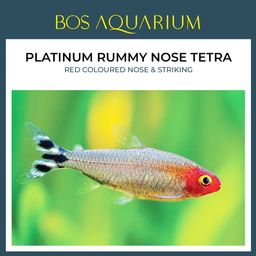 Platinum Rummy Nose Tetra 铂金红鼻箭鱼