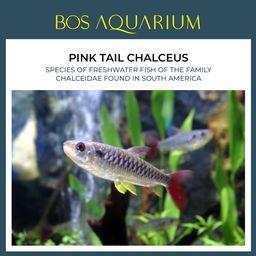 Pink Tail Chalceus  粉尾血尾魚