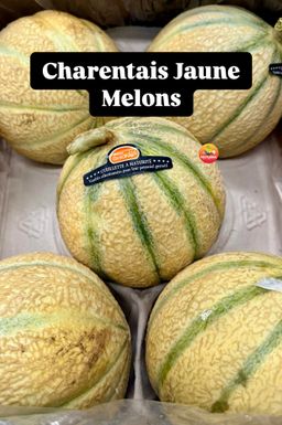 CHARENTAIS JAUNE MELON (M)