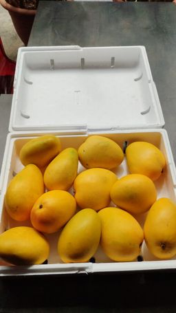 Banganapalli Mango