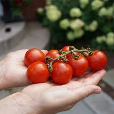 Cherry Tomato