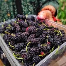 Blackberries. Punnet