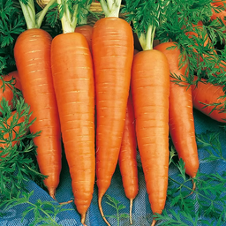 Carrot  கரட்
