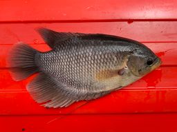 Gurame 234/kg