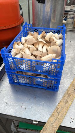 Eryngii / King Oyster Mushroom