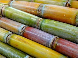 Sugar Cane