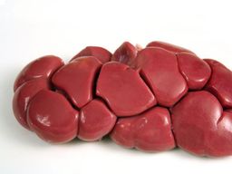 Kidney