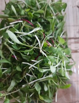 100g Micro greens