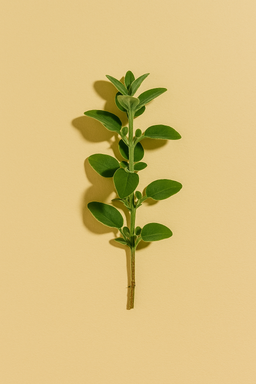 Oregano