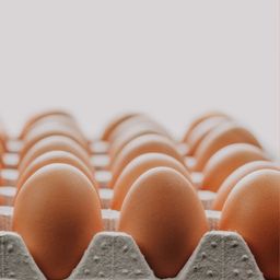 Plaquette d’œuf frais 🥚 🍳 