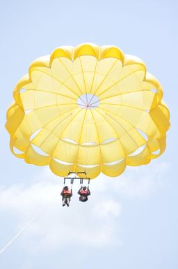 ⚜️PARACELLIN⚜️