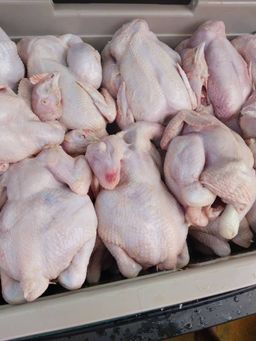 100 poulets de chair 