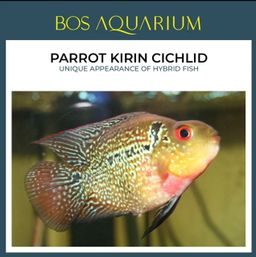 Parrot Kirin Cichlid