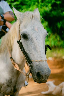 Horseback Riding – Aventura a Caballo en la Naturaleza Dominicana 