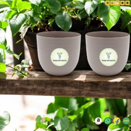 Mocca15 | 6inch