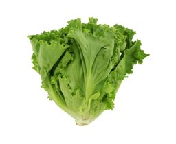 Salade Ordinaire 1 Botte