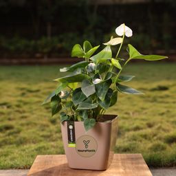 Siena25 | 10inch