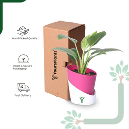 Philodendron Birkin Live Plant- Elegant Indoor Greenery & Thoughtful Gift