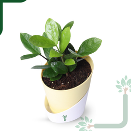 ZZ Green Plant (Zamioculcas Zamiifolia) - Easy Care & Air Purifying Indoor Plant