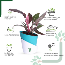 Pink Princess Philodendron Live Plant - Rare Beauty, Vastu Positive & Easy Care Indoor Plant