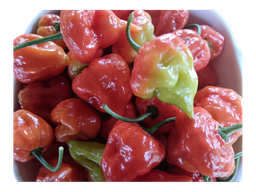 Fresh Aji Trompito (bag) / Ají Trompito Fresco (bolsita)