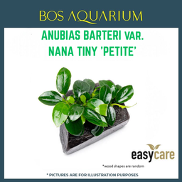 PLANT - ANUBIAS BARTERI VAR. NANA TINY 'PETITE'