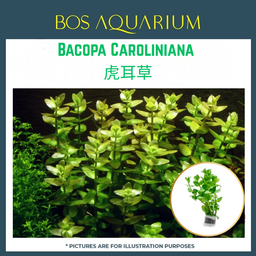 PLANT - Bacopa Caroliniana 虎耳草