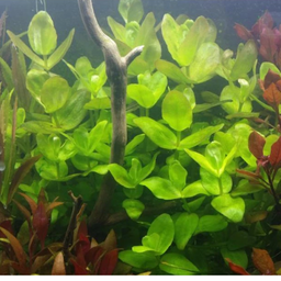 PLANT - Bacopa Caroliniana 虎耳草