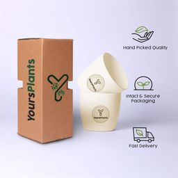 Ronda 1110 Planter - Fits 4''Grower Pot {Free Organic Pot Mix} Pack of 2 | Ivory