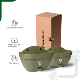 Olive Vertical Garden Wall Mounted Self Watering Pot with Hook | Pack of 2