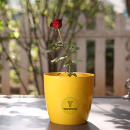 Valencia14 | 5.5inch