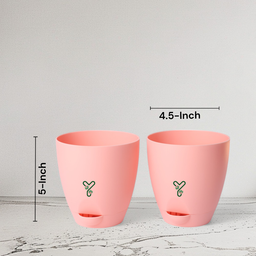 Peach-4inch