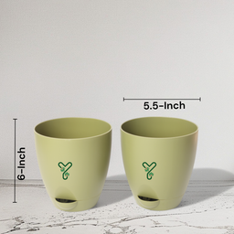 Olive-5inch
