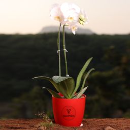 White Phalaenopsis Orchids Flowers Plants