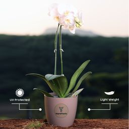 White-Pack of 2