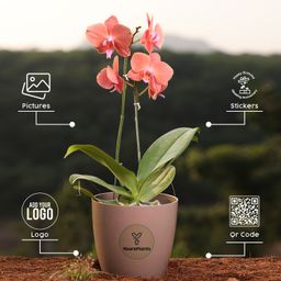 Orange Phalaenopsis Orchids Flower Plants