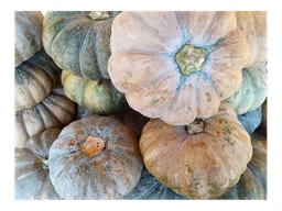 Squash (per lb) / Zapallos