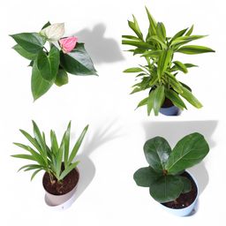 YoursPlants Air Purifier Indoor Plant Collection: Breathe Easy, Live Better
