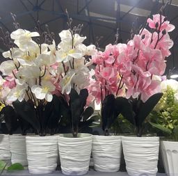 🌸 Orchidées Déco
