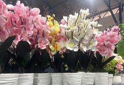🌸 Orchidées Déco