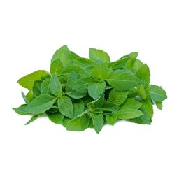 Holy Basil