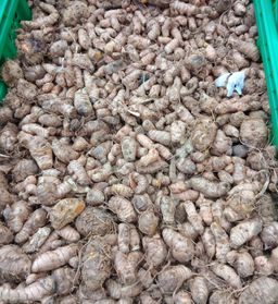 Curcuma Frais 1kg