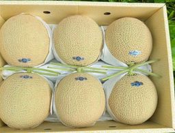 Japan Shizuoka Melon 