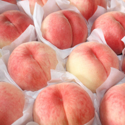 Firm Peach 1.5kg (5-6piece) 딱딱이복숭아