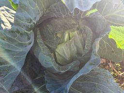 Green cabbage - organic
