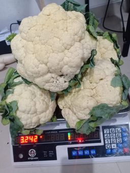 Bunga Kol / Brungkul / Kembang Kol