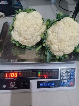 Bunga Kol / Brungkul / Kembang Kol