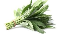 Sage